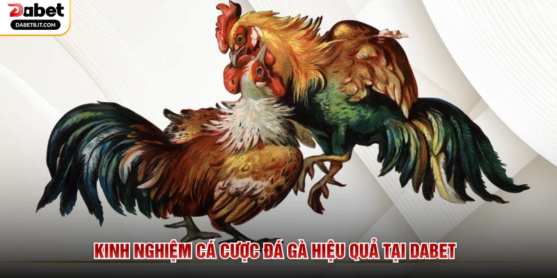 Kinh nghiệm cá cược đá gà hiệu quả tại DABET